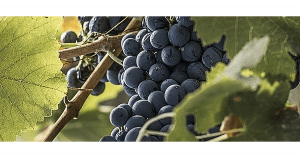 Agrigento Wine Food2