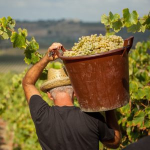 mandrarossa-sicilia-vendemmia