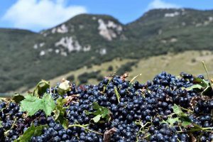 cabernet-franc-vino-e-vitigni-di-sicilia