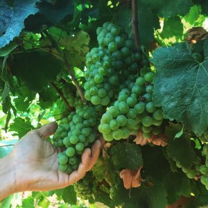 Manzoni Bianco Vino e Vitigni di Sicilia