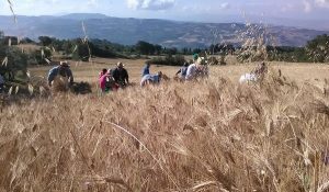 La-Mietitura-i-Grani-Antichi-Siciliani-e-i-benefici